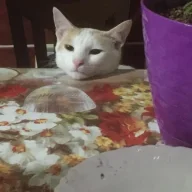 Zogolo