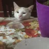 Zogolo
